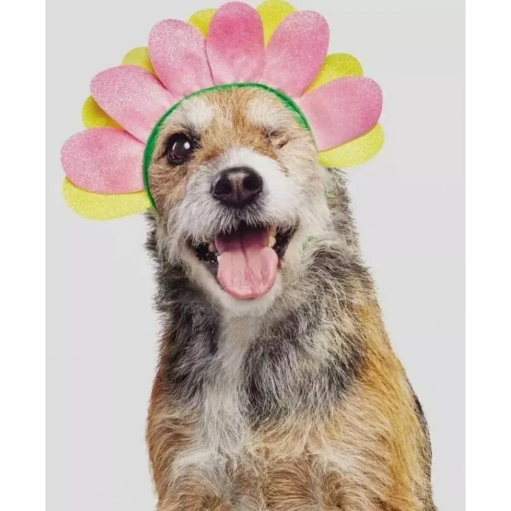 NEW Hyde and EEK Pet Flower Headband